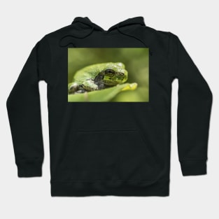 Gray Tree Frog Hoodie